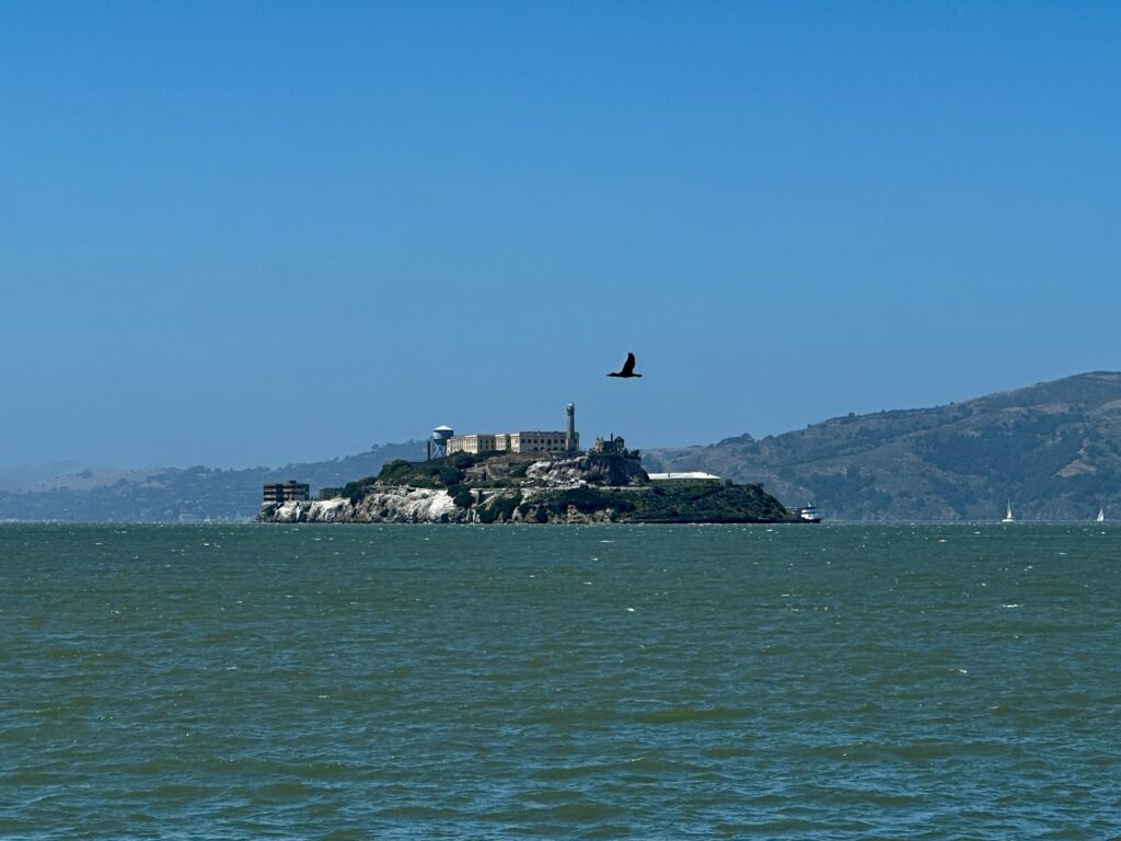 Bird flying with Alcatraz Island in the background.